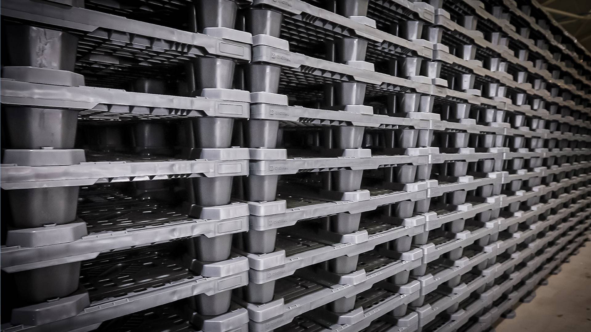 Digipal Pallets With Food